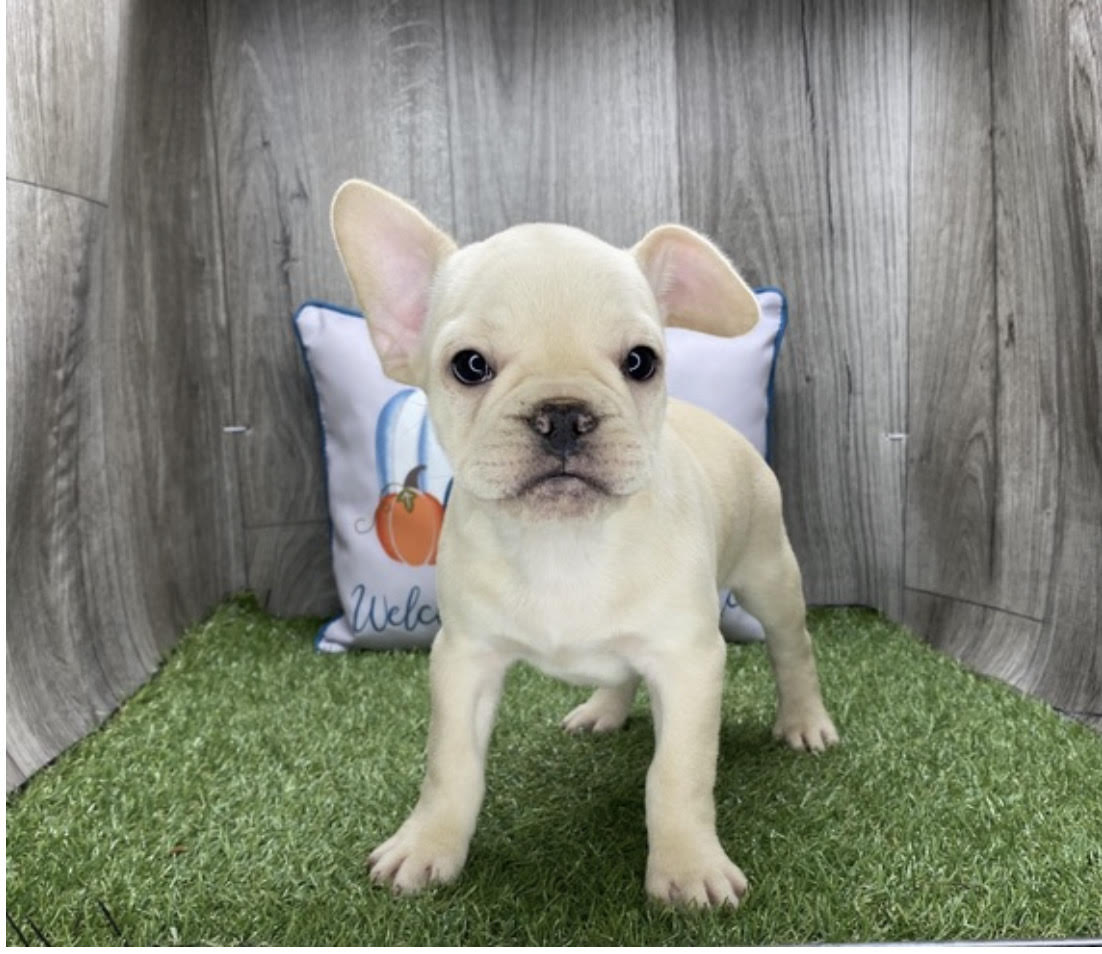 comprar cachorros sanos, baratos y asequibles para la venta